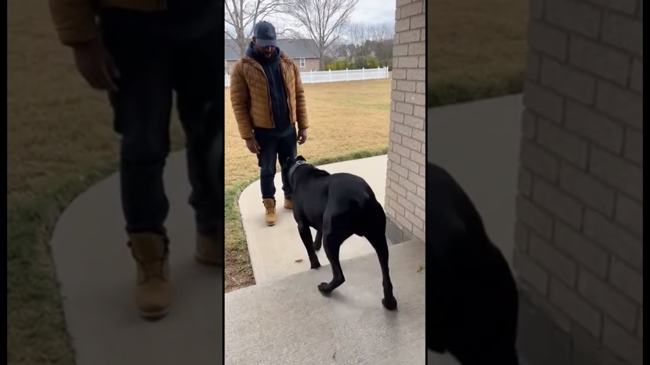 Cane Corso Meets Owner’s Friend for the FIRST TIME  | trained dog |  #canecorso #dogtraining - Published by Furry & Tiny Adventures