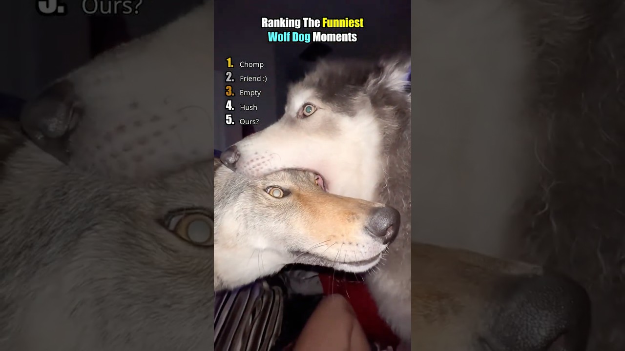 Is That A Wolf Or A Dog?!😳😂#wolfdog #dogs #funnydogs #dogvideos #animal #funnyanimals #funny #pets
