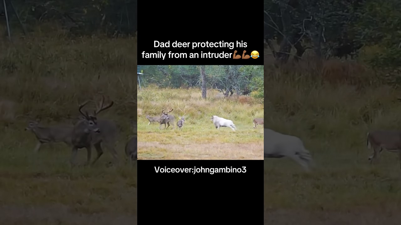 Dad deer protecting his family🥹😂❤️ #family #deer #wildlife #shorts #funny #voiceover