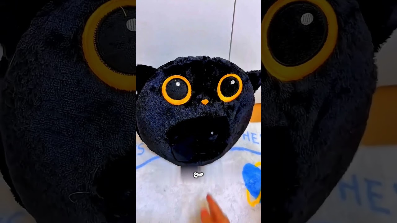 القطة اللي بتختفي!