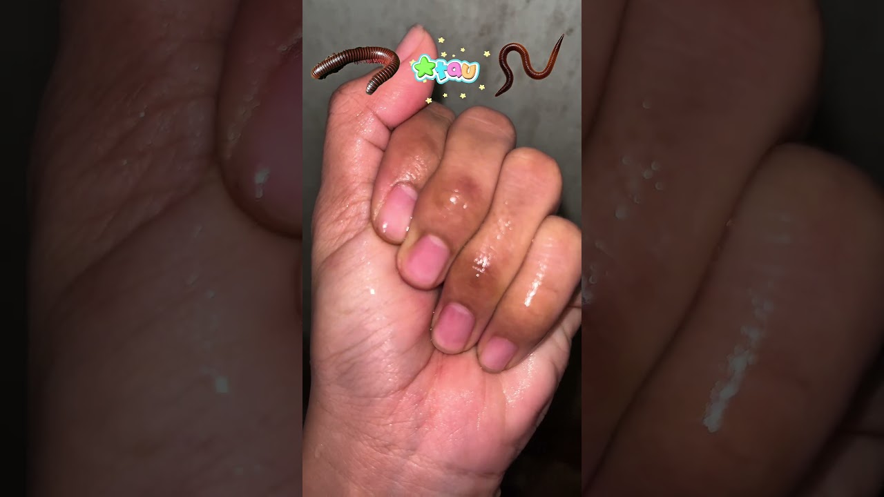 Kaki seribu atau cacing 🪱