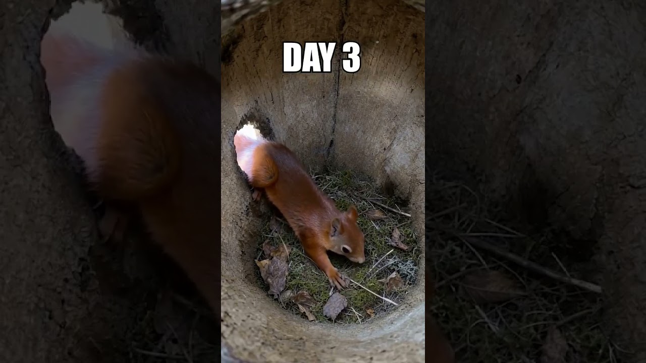 Lovely Squirrel Life during Spawning 🥰 #nature #viral #jungle #raw #familyvlog #animalswithcameras