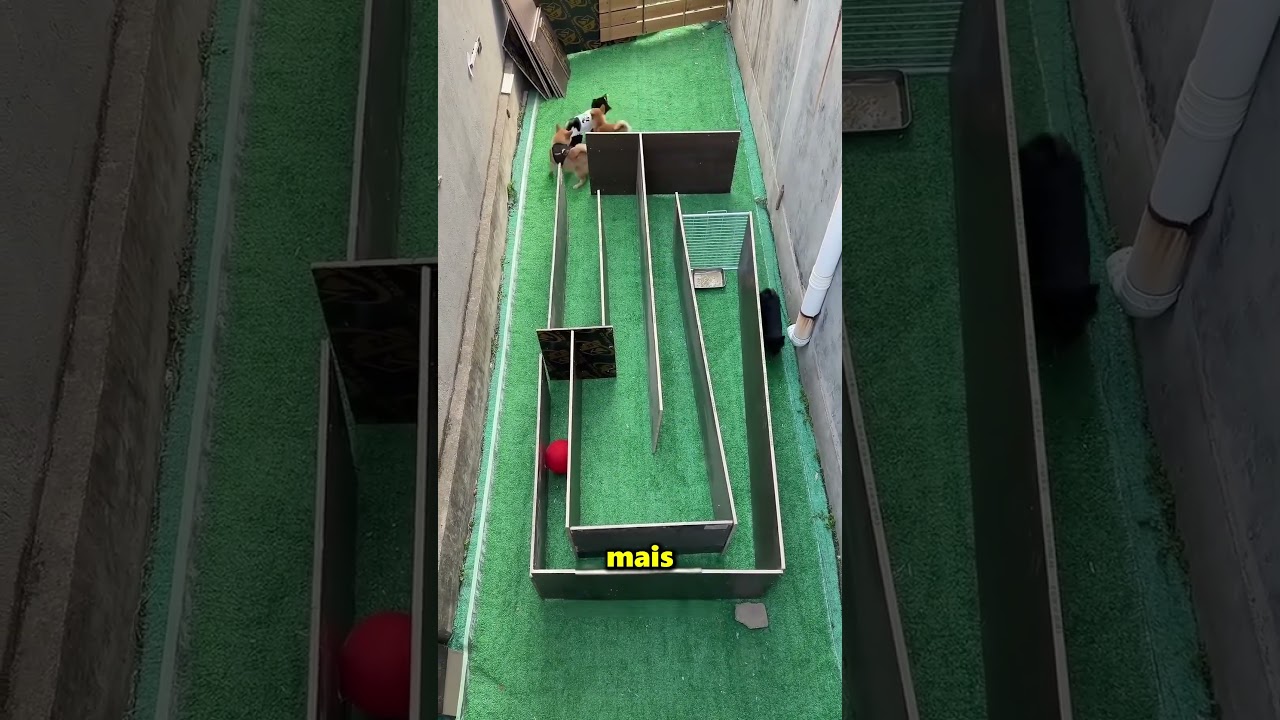 Qual dos filhotes chegará primeiro 🤔