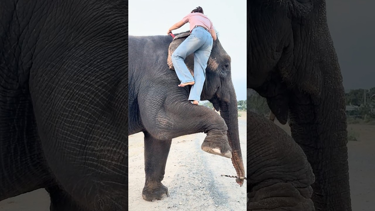 อึ่งไปเลยครับช้างรู้ใจควาญหญิงน้อยของเขาครับ