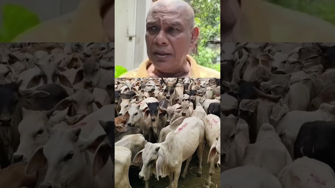 মুসলিমরা কোরবানির গরু না কেনার কারণ দেখুন কি হচ্ছে #viral #gramin Parivar TV