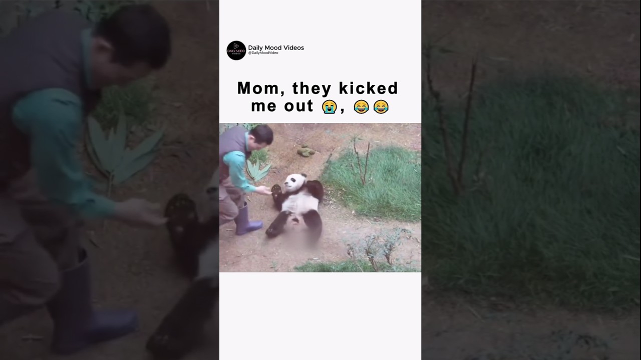 Bro went straight to Mom 😂😂 #funnyanimals #cuteanimals  #panda #viralvideo