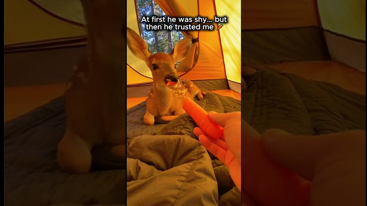 I Saved A Baby Deer From A Wolf Attack... He Refused To Leave Me ❤️ - Published by Wild Alarm