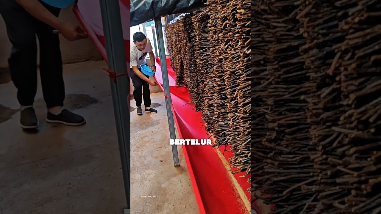 Ternyata Hewan ini Diternak #shortvideo