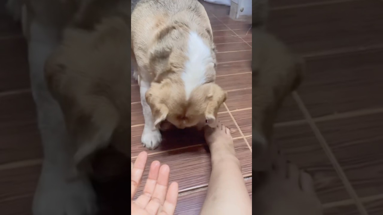 cute girl & dog #dog # #funny #petshub #puppy #funny #shorts