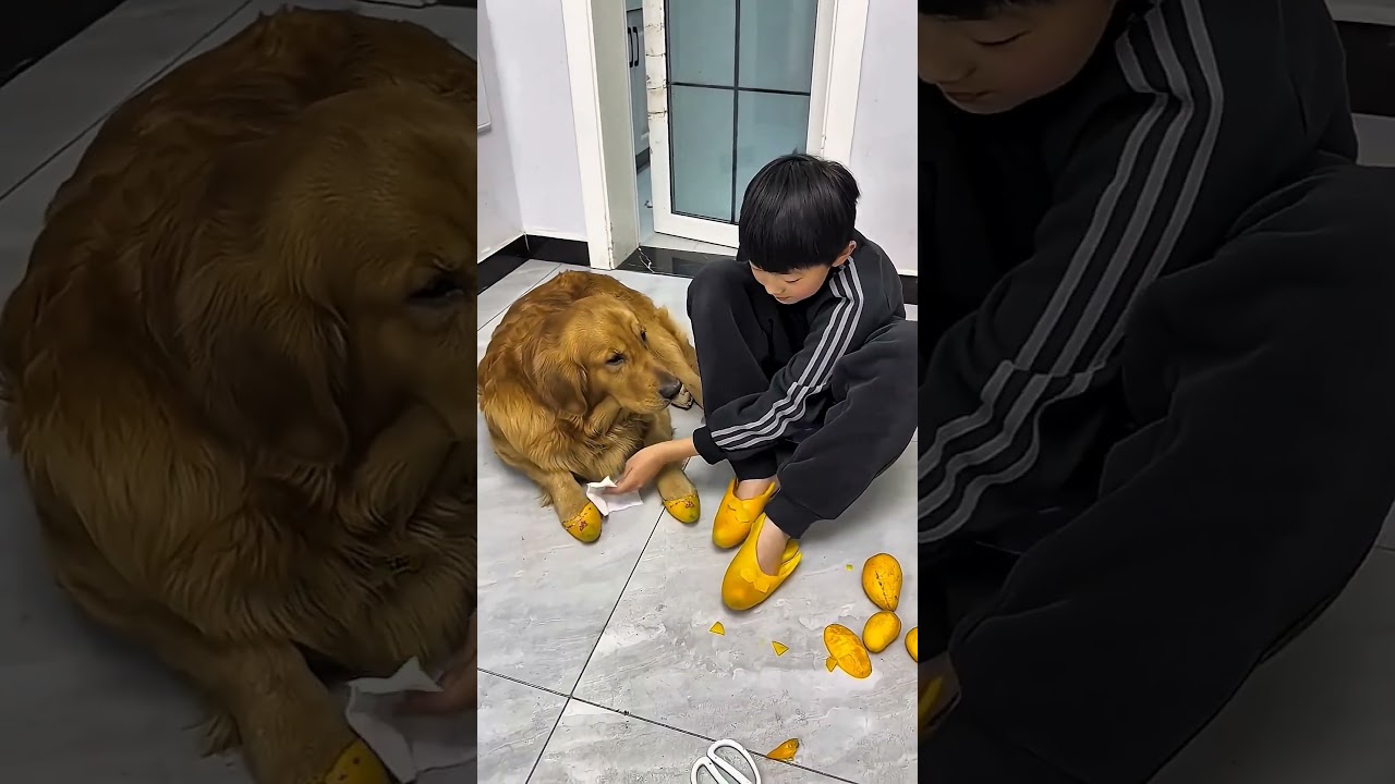 مانجا وجزمة وحمام سباحة لكلب#viral