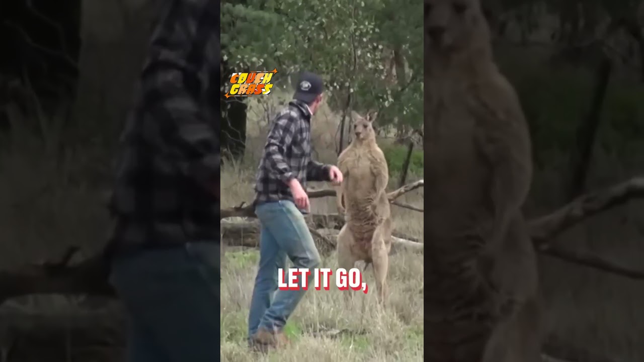 Dude saved his puppy from a kangaroo #funny #cute #beautiful #animals #australia #wildlife #cool