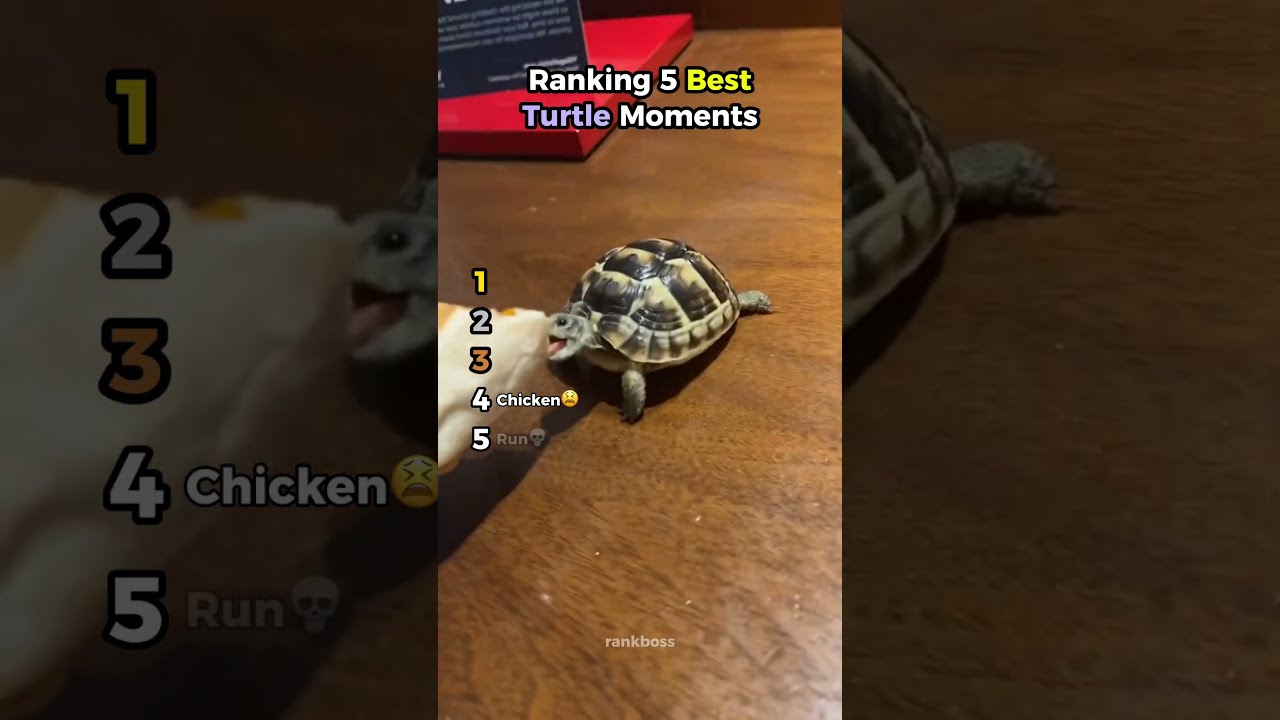 Ranking 5 Best Turtle Moments