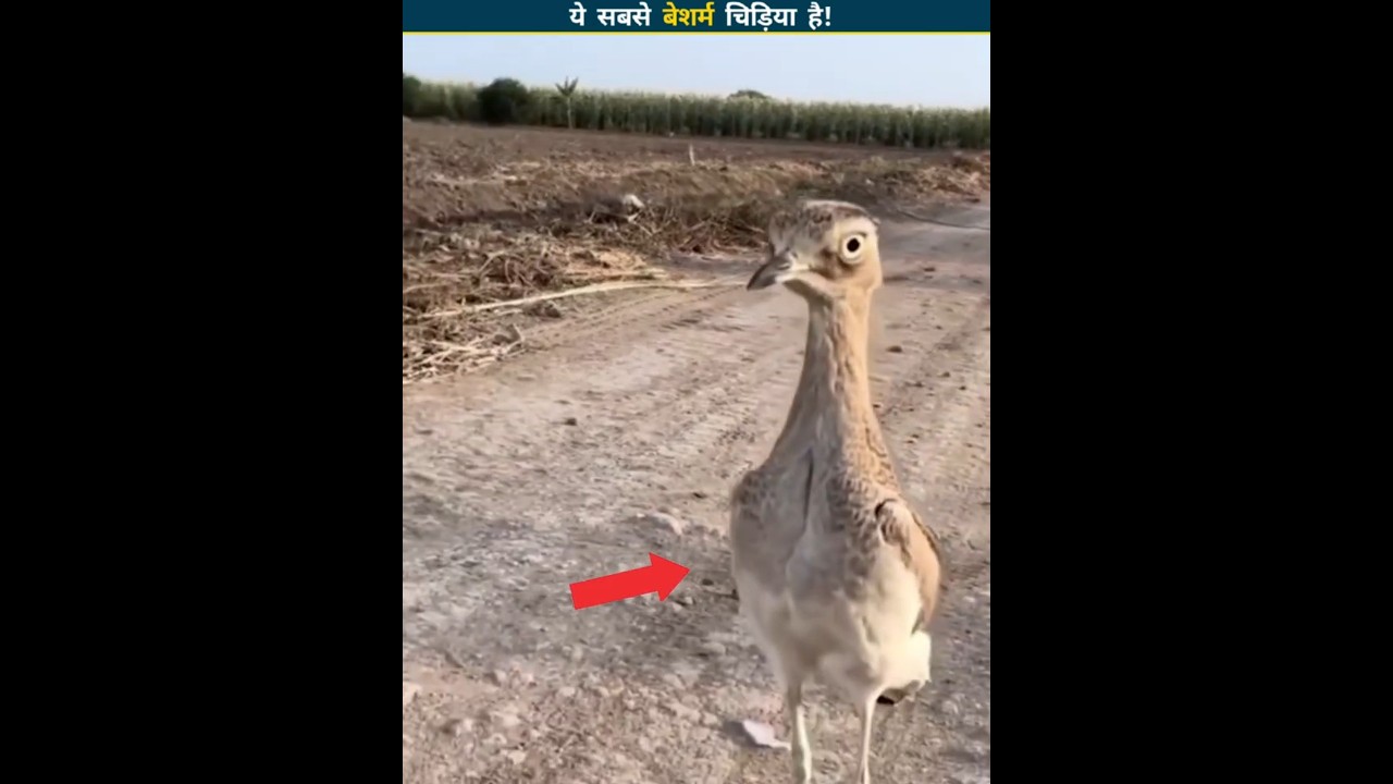 This bird chases animals away 🧠