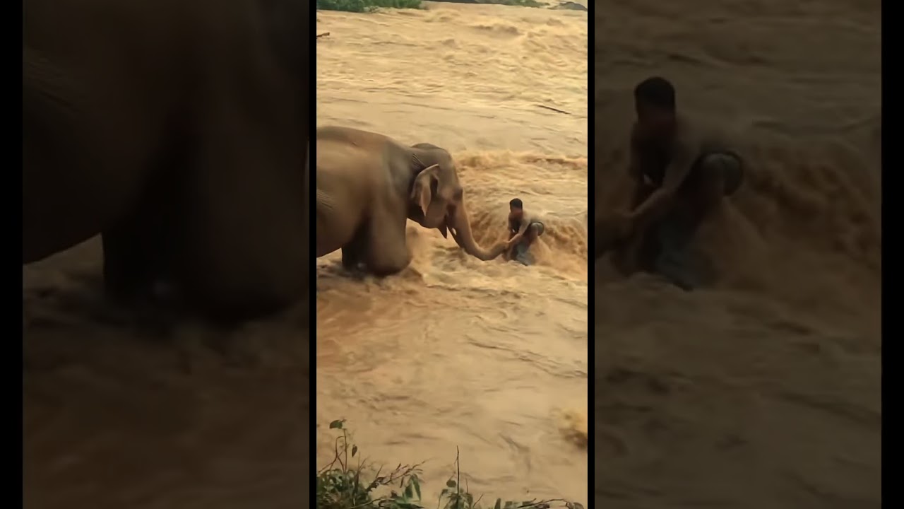Elephant Saves A Man In A Flood