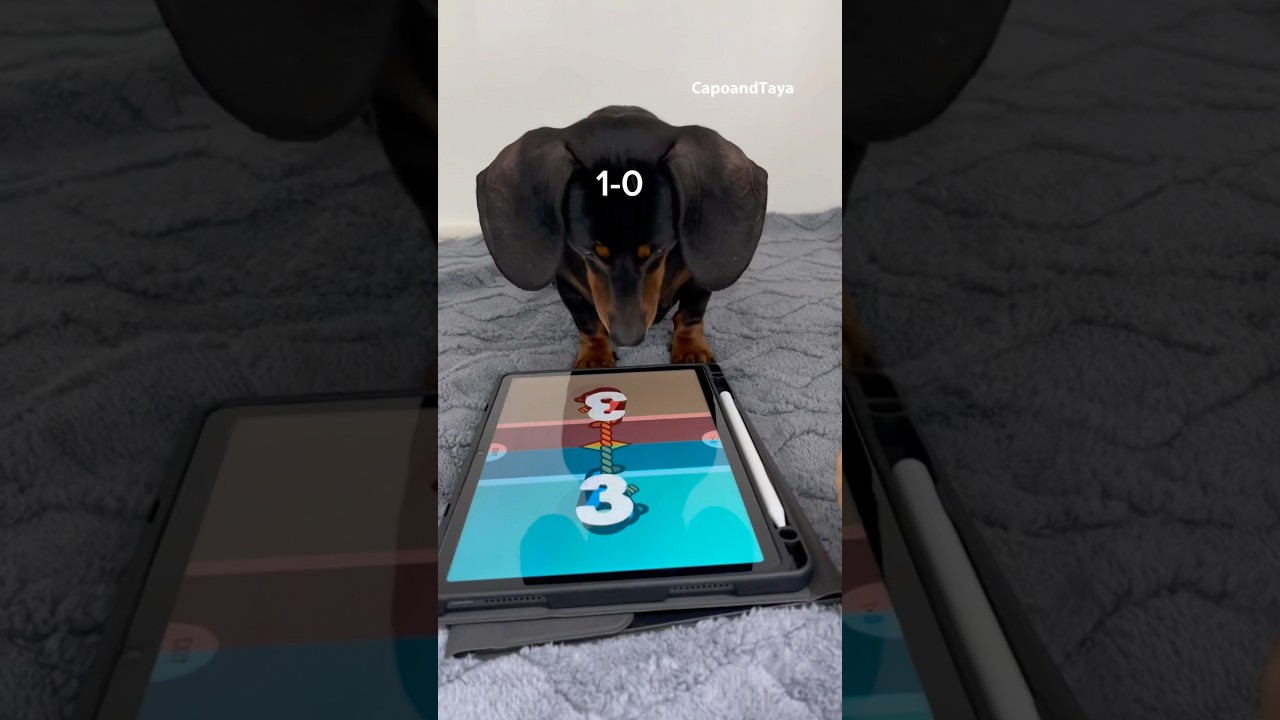 Dachshund never give up for a second #dog #dogs