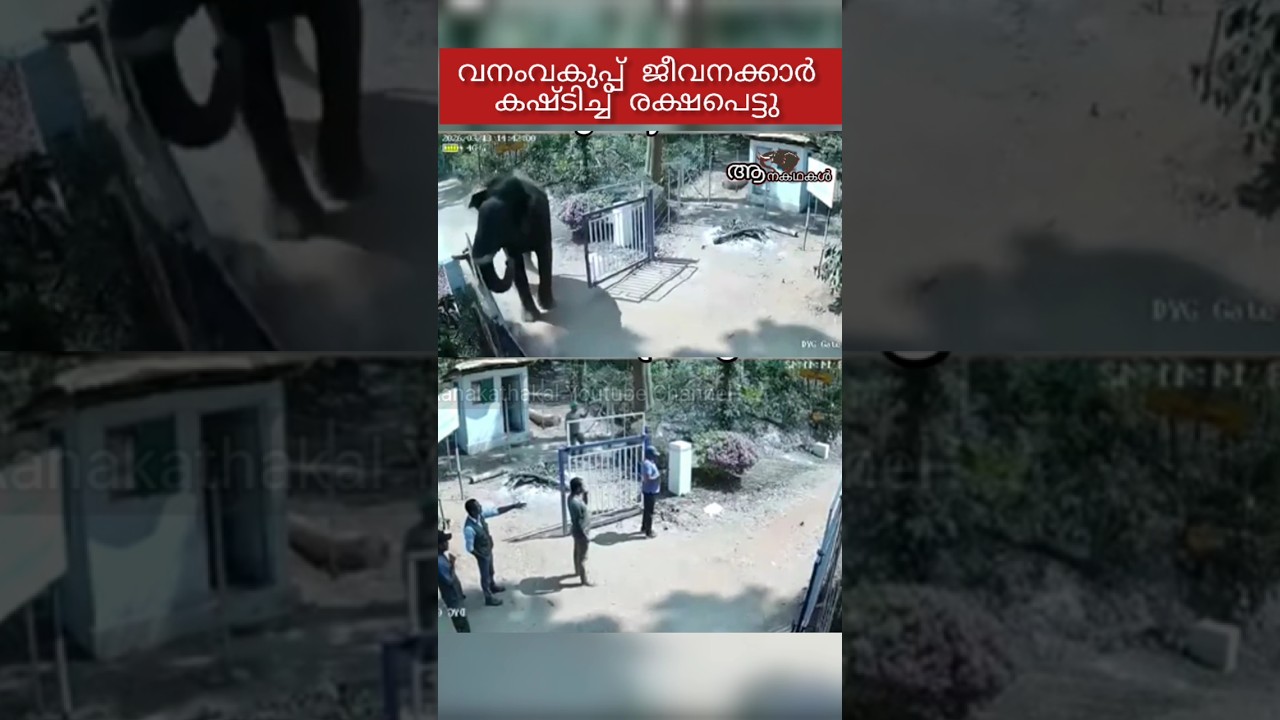 വീട്ടുമുറ്റത്ത് അപ്രതീക്ഷിതമായി എത്തിയത് ഒരു ഭീമൻ #elephant #wildelephant #shortsfeed #shorts #viral