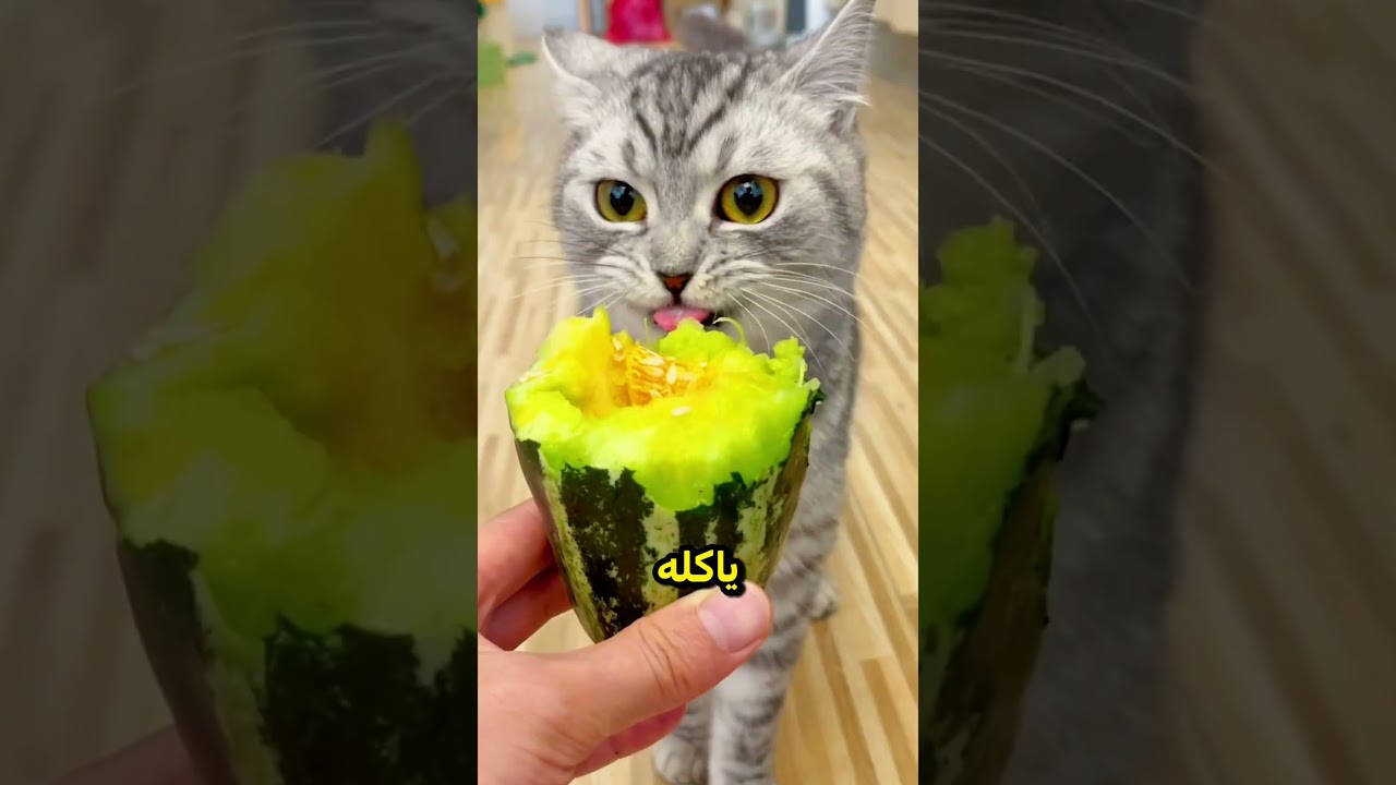 ما كان يجب عليه أبدًا أن يسمح للقط بتذوّق البطيخ 😮💖