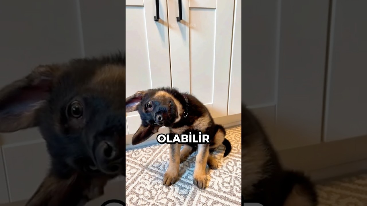 Köpekler NEDEN Başlarını Yana Eğer? 🐕🤔