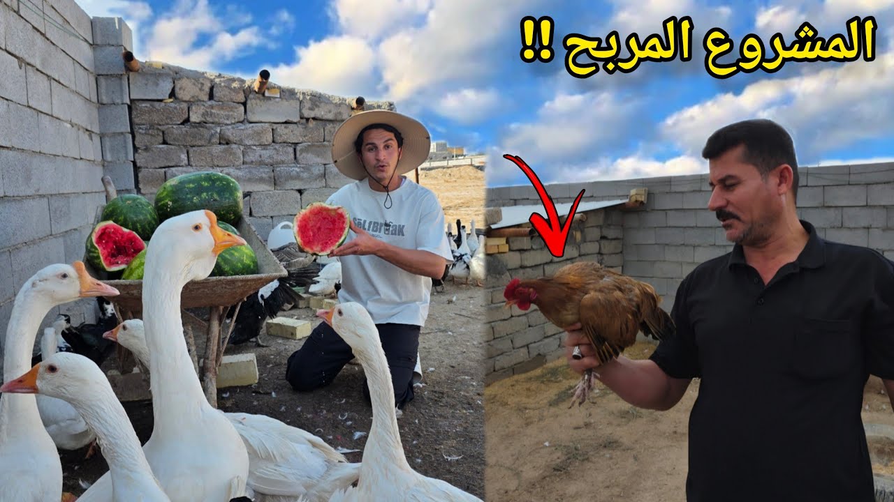 أشتريت أكبر كمية من الدجاج النادر ( الدجاج الكويتي ) 🐔🔥