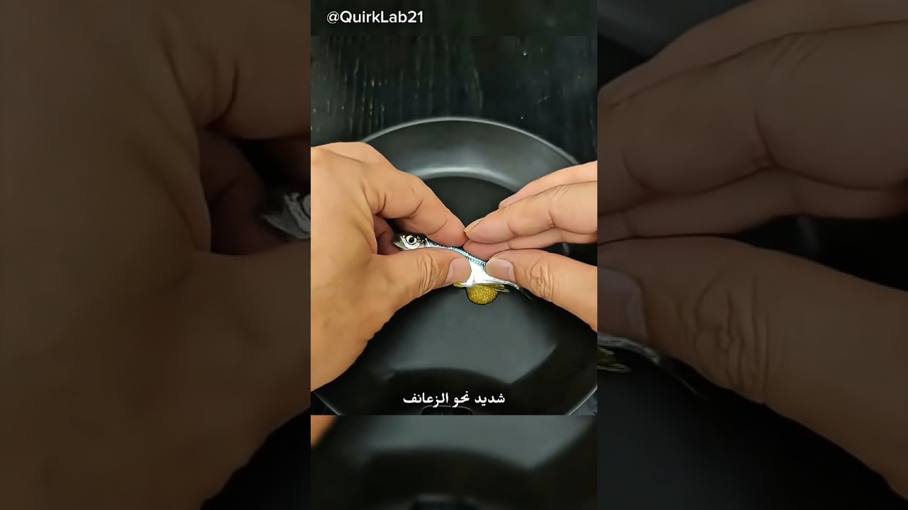 شاهد عملية إخصاب الأسماك تحت المجهر! 🐟🔬