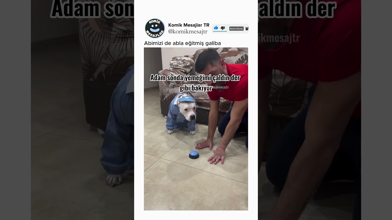 Köpek eğitmek çok kolaymış