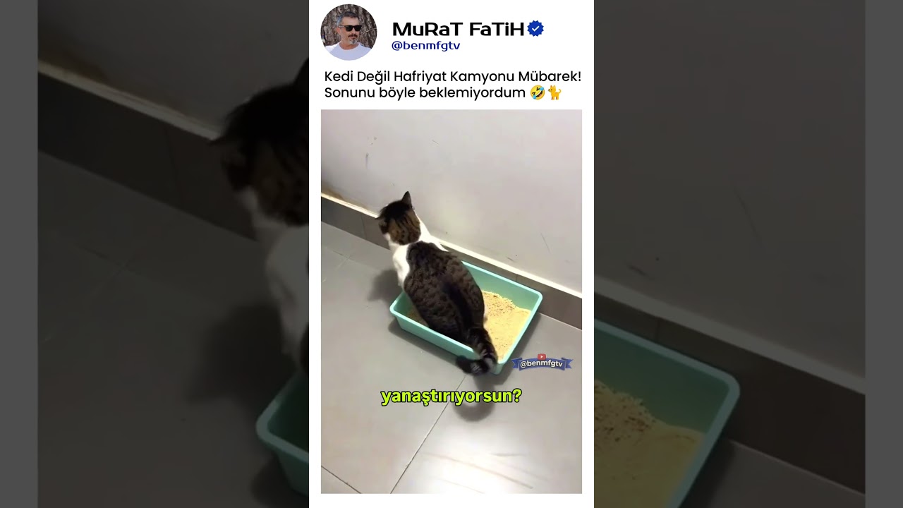 Kum Kabını Yanaştırmaya Çalışırken Kaza Yapan Kedi 🤦‍♂️😂