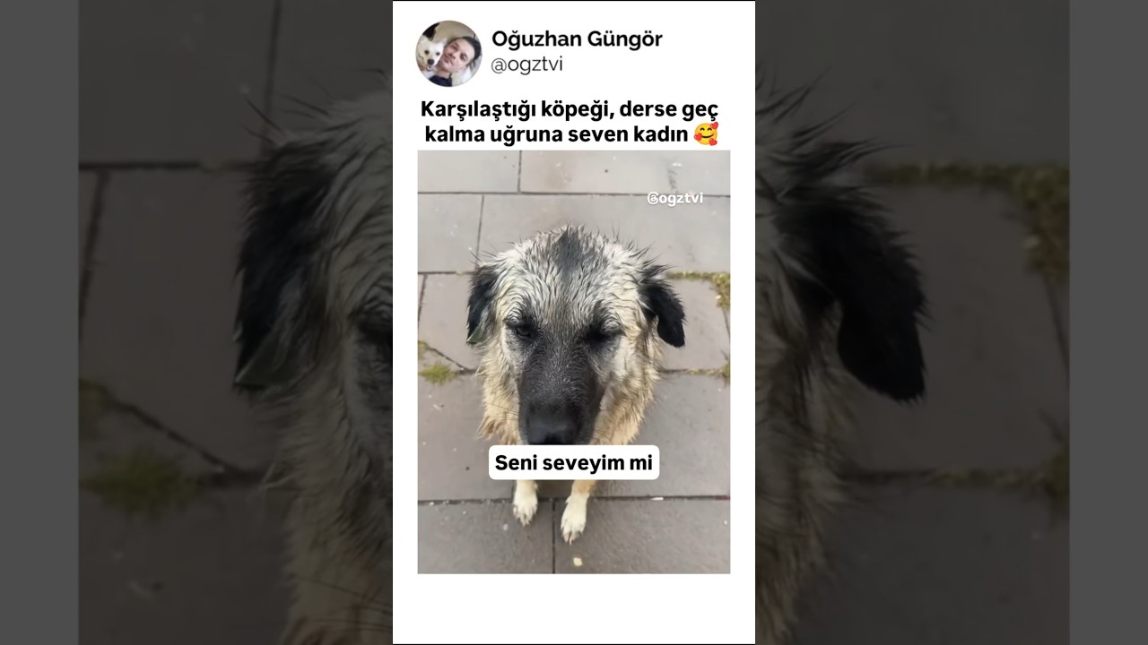 Derse geç kalma uğruna, sokak köpeğini seven kadın
