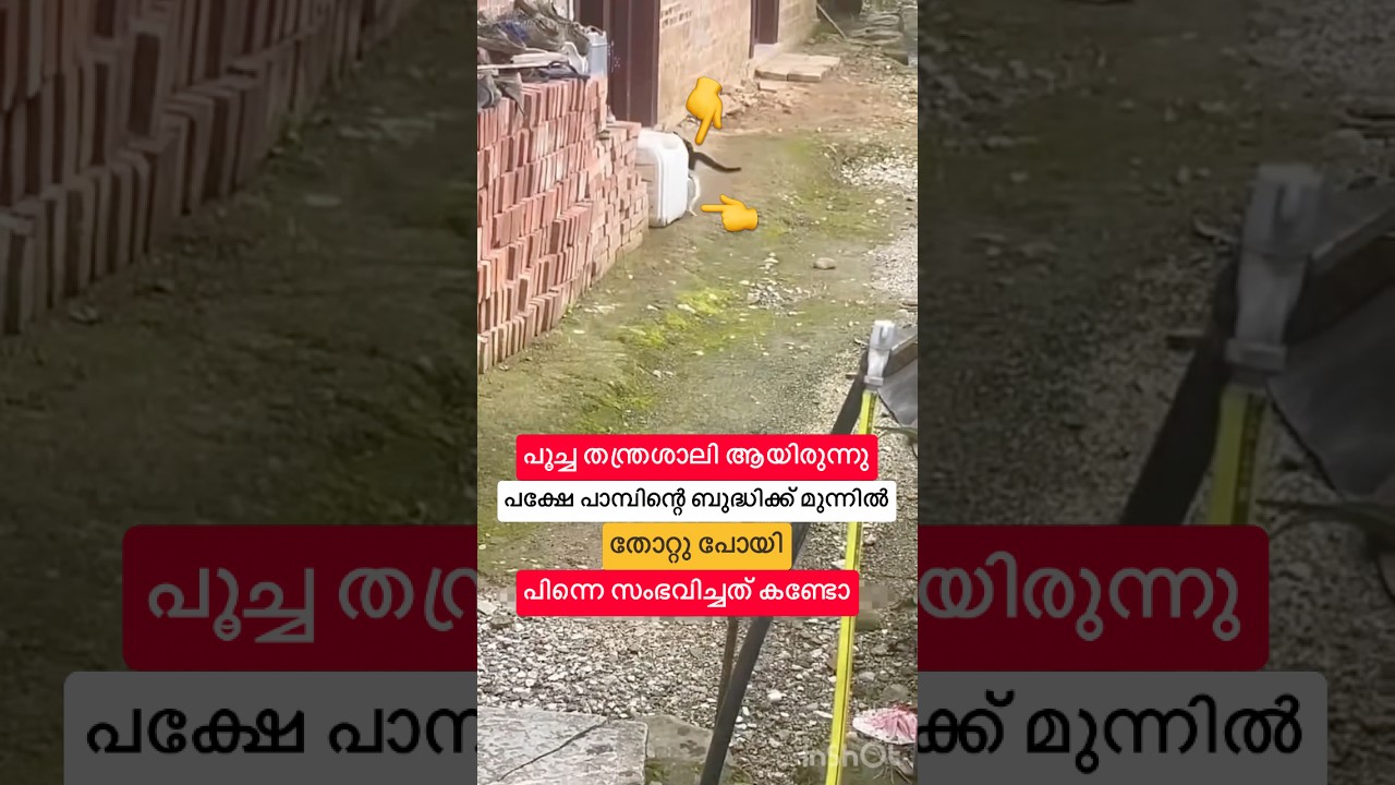 പൂച്ച തന്ത്രശാലി ആയിരുന്നു പക്ഷേ പാമ്പിന്റെ ബുദ്ധിക്ക് മുന്നിൽ തോറ്റു പോയി #shorts #shortsfeed