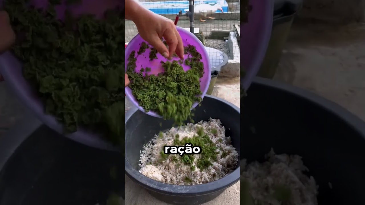 Truque para alimentar patos com larvas 🥚🪱🦆