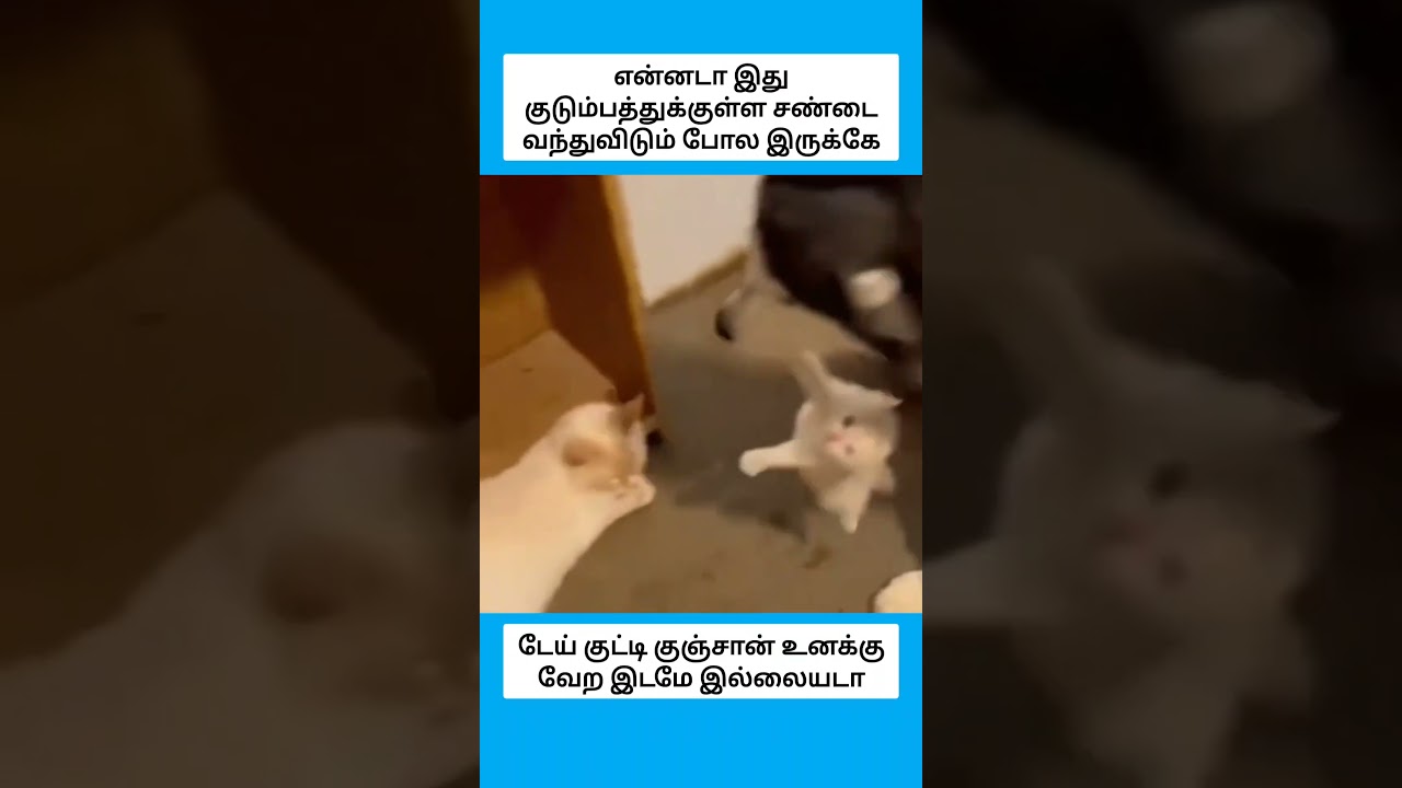 என்னடா இது குடும்பத்துக்குள்ள சண்டை வந்துவிடும் போல இருக்கே #shorts
