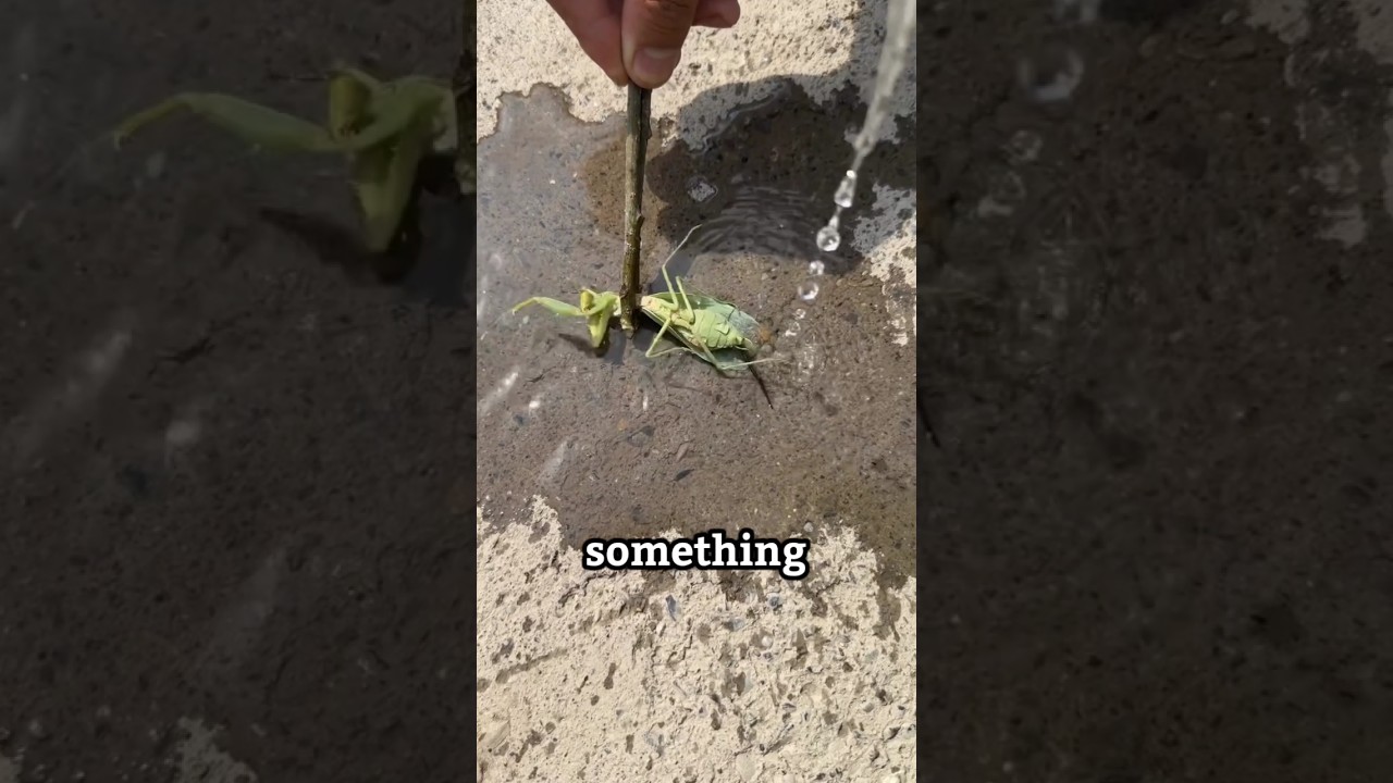Why is he pouring water on a praying mantis? #shorts - Published by UPS WOW