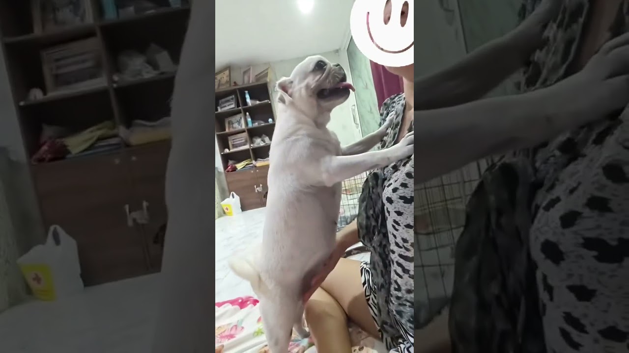#dog #pug #mypug  #pugshorts #shorts #puglife