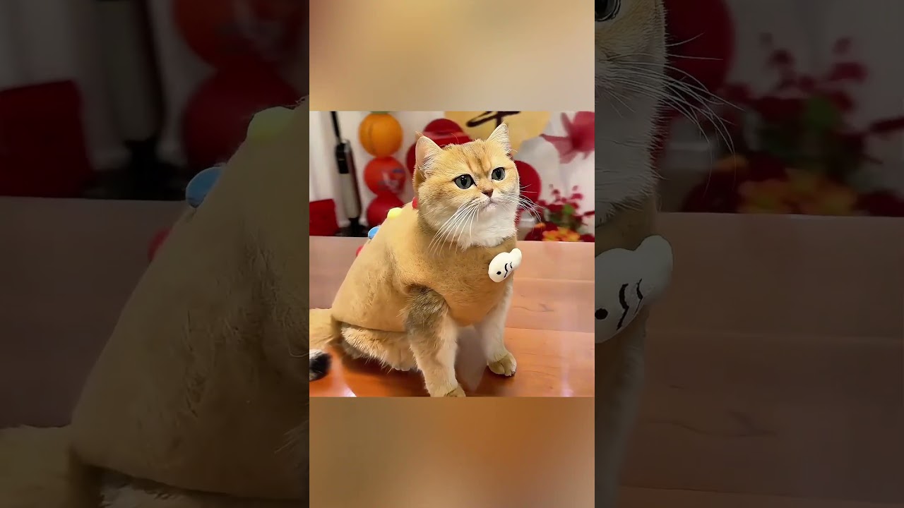 🐱👟 حين تحوّلت أحذية الرجل إلى مغناطيس للفرو 😹