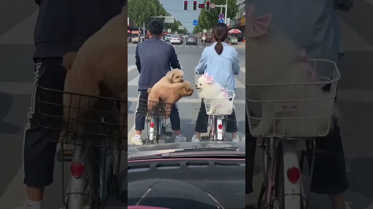 活抓一隻舔狗😂