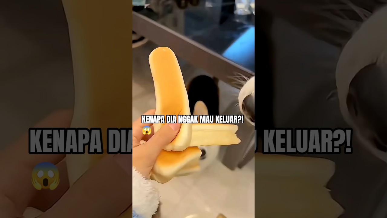 Anjing Ini Nggak Mau Keluar Sebelum Kamu Like! 😂🐶🍞 #shorts #youtubeshorts #viral