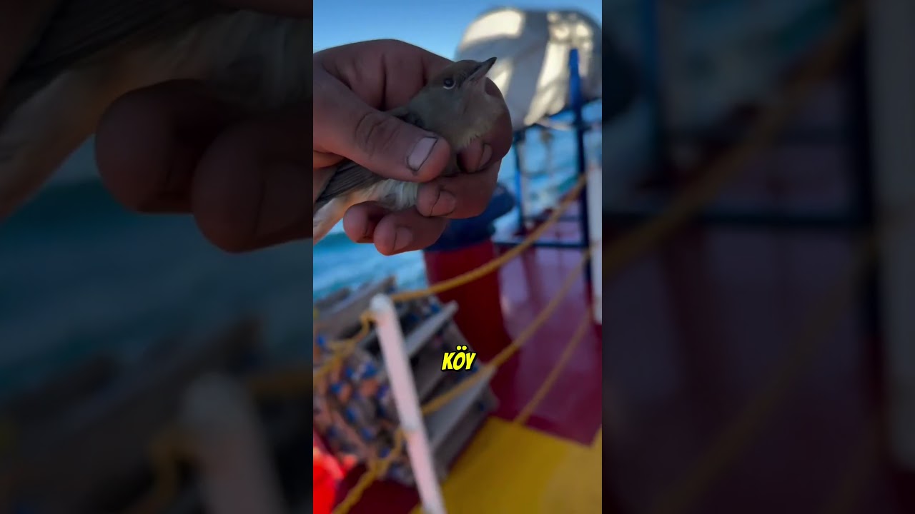 Hoşgeldin Köy Yumurtası , Burada Güvendesin , Seni Karaya Ulaştırıcam.. Orada Görüşürüz. #shorts