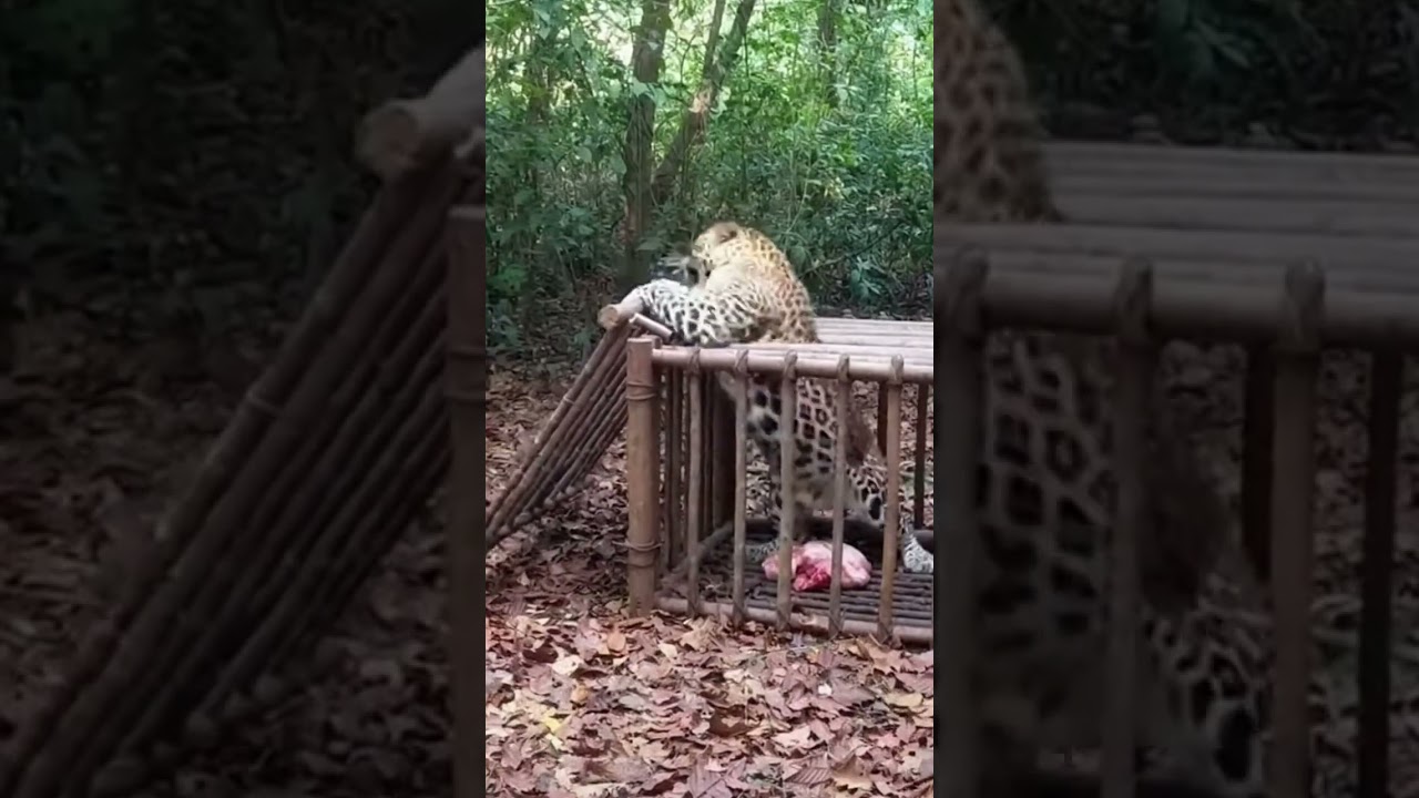 A large leopard cautiously approaches a rusty metal bar trap place.
