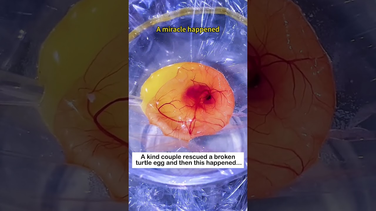 Saving Turtle Eggs #lovestory #animals #rescueefforts#rescue #turtle #turtles #love #cute