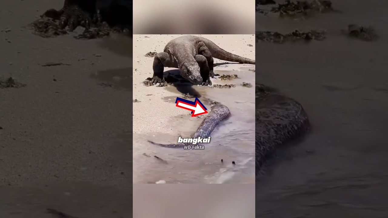 Komodo makan belut listrik