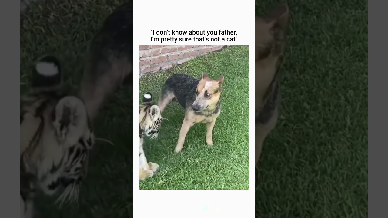 "I told you father, that's not a cat"