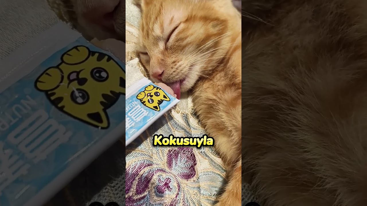Bu KEDİ Mamayı Rüyasında Bile Kaçırmıyor❗🤍