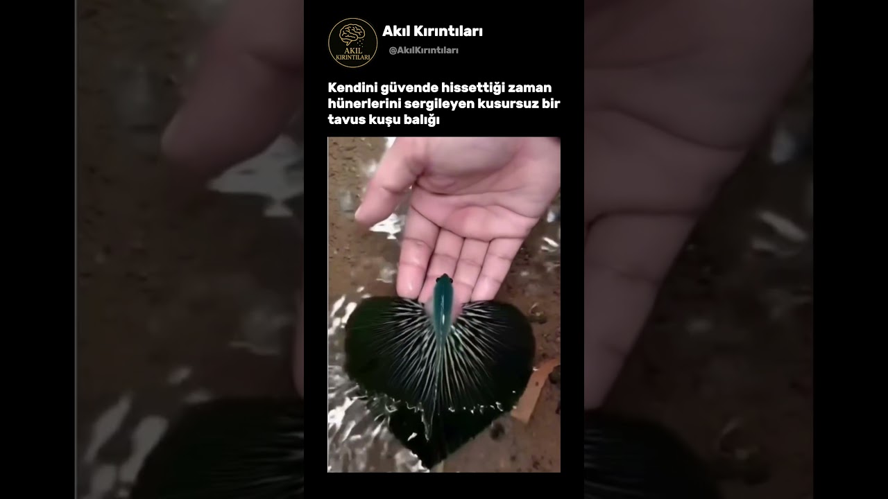 Bu Balık Saniyeler İçinde Kimliğini Değiştiriyor!