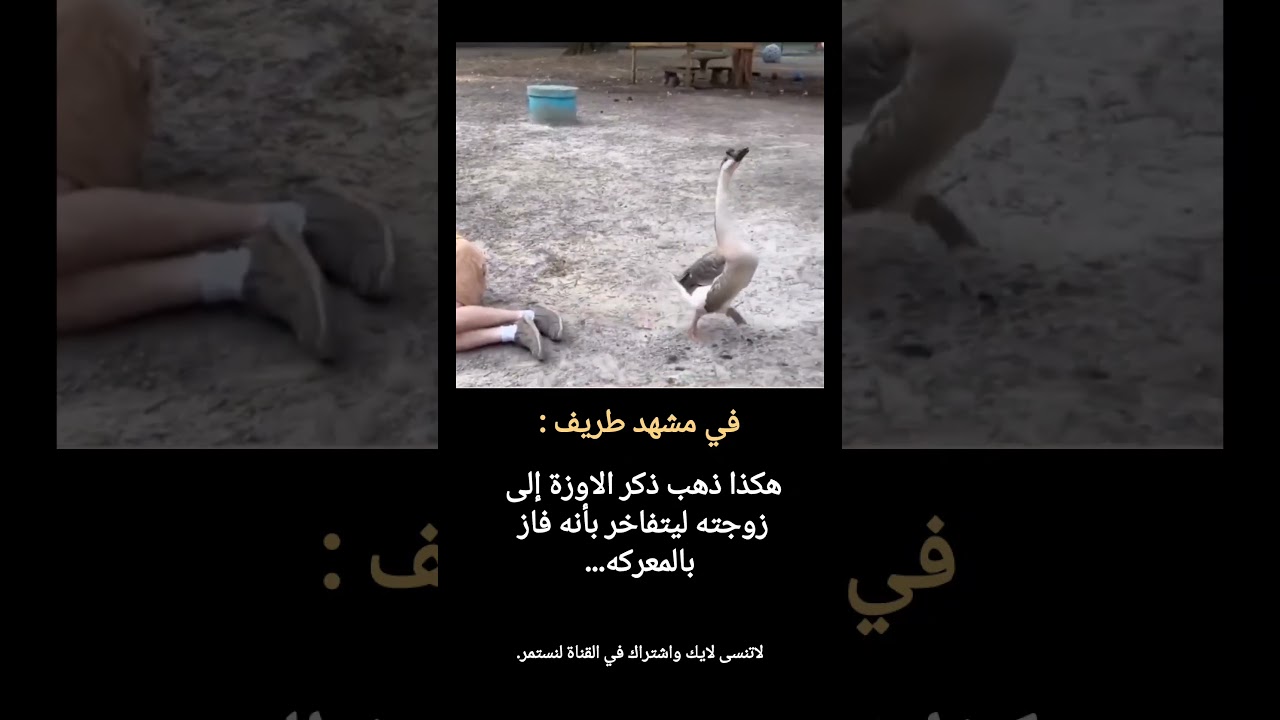 ردة فعل ذكر الاوزة عندما فاز بالمعركه... #shorts