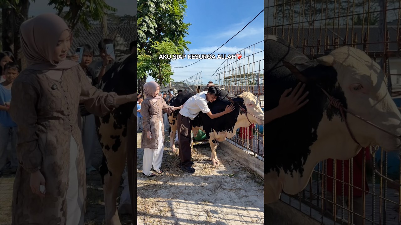SEMUA NANGIS❗️DETIK DETIK SAPI JUMBO ADAM SYIFA DIKURBANKAN😱