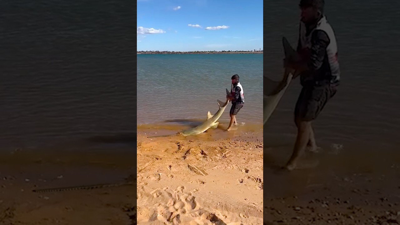 Man Helps Massive Sawfish Return To The Sea