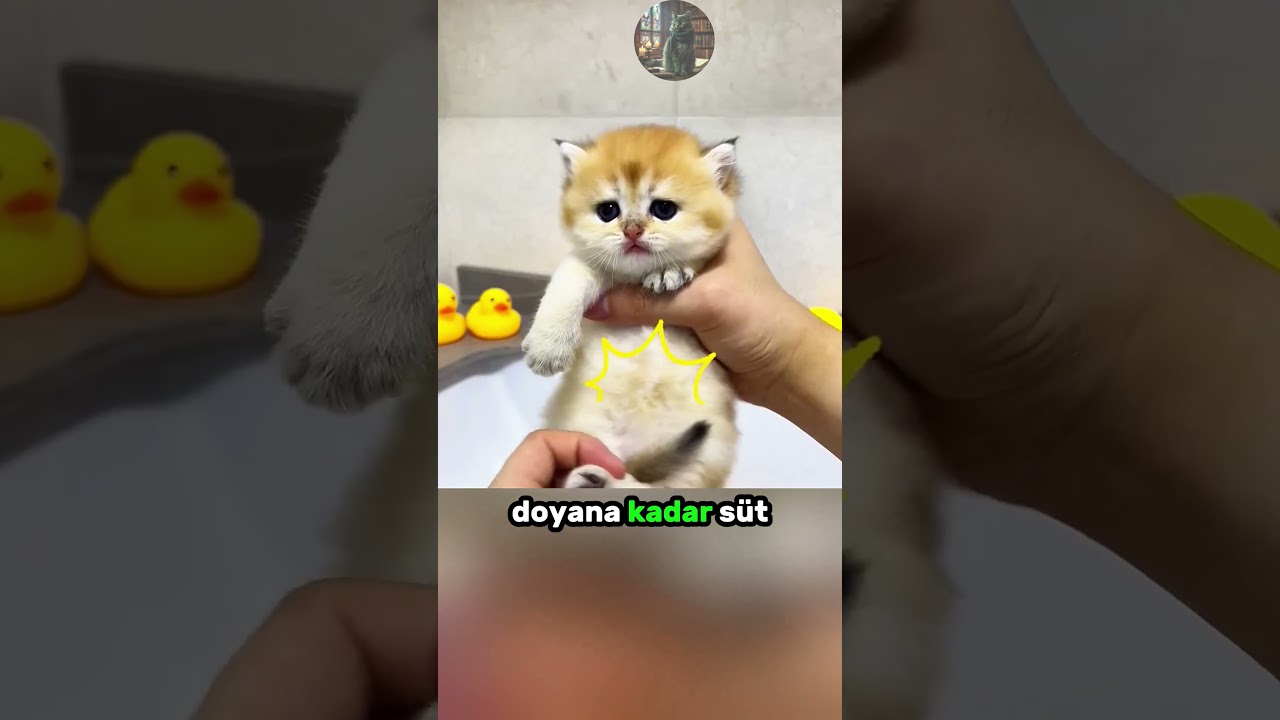 Sevimli Yavru KEDİNİN Banyo Macerası Olaylı Bitti!  😽 ❤️ 🛁