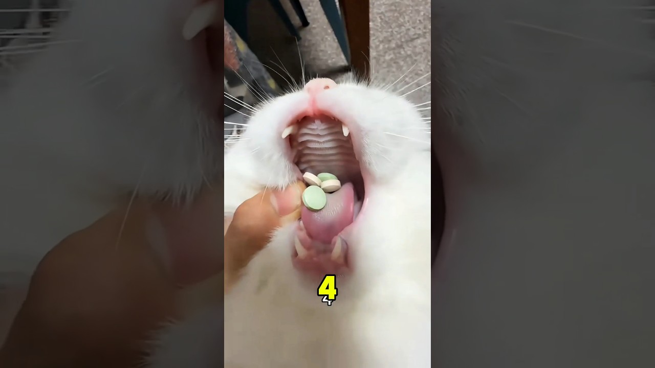😱💊 وصلت الدواء إلى البطن! 1،2،3… والجميع في صدمة! 😂🔥