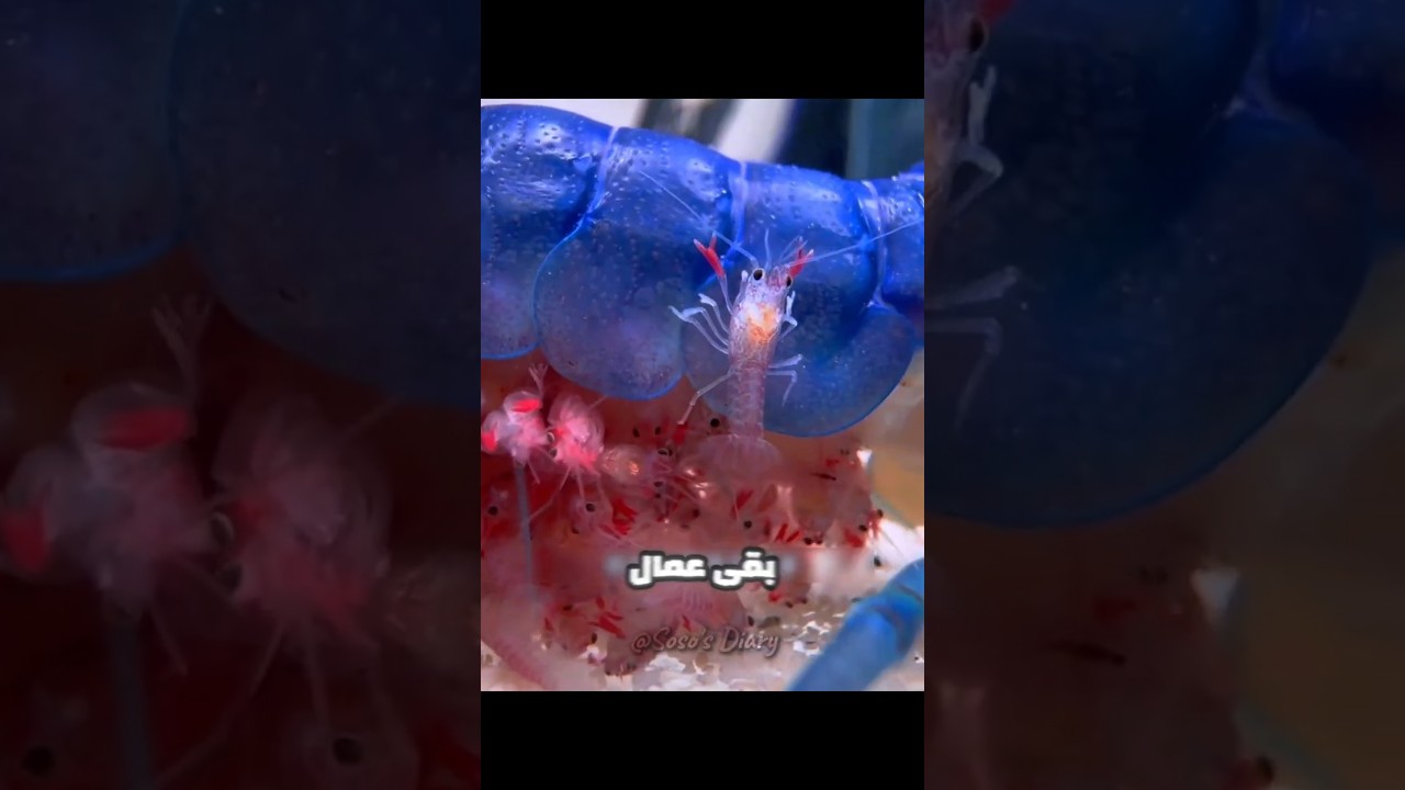 الاستاكوزا الام طلعت حامل