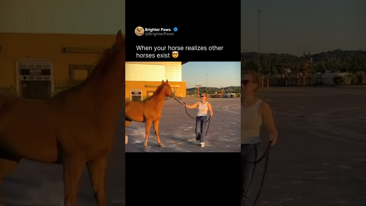 When your horse realizes other horses exist 🤯