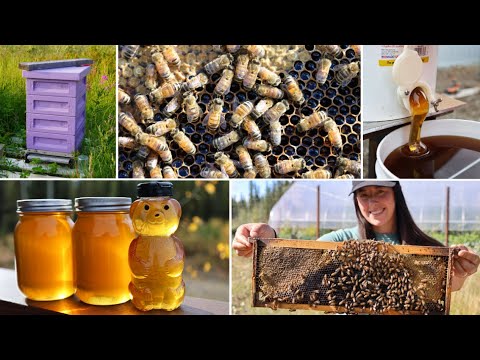 The Buzz About Bees in Alaska + Our Biggest Honey Harvest Yet - Published by Simple Living Alaska